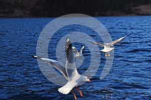 Black-headed gulls