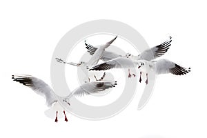 Black-Headed Gulls