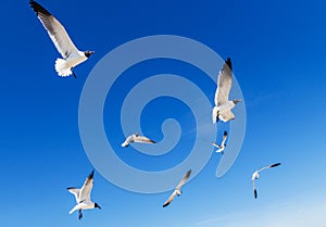 Black headed gulls in bright blue sky