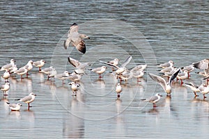 Black-headed Gulls - Chroicocephalus ridibundus resting on a frozen lake.