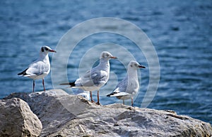 Black-headed gulls, chroicocephalus ridibundus photo
