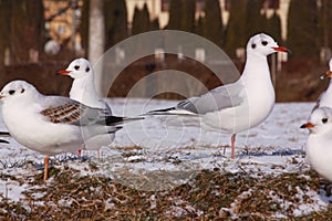 Black-headed gulls in cold winter on river bank