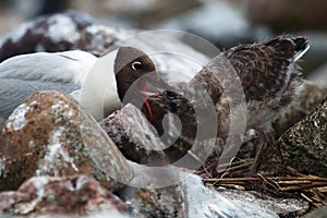 Black-headed gulls feed their Chicks