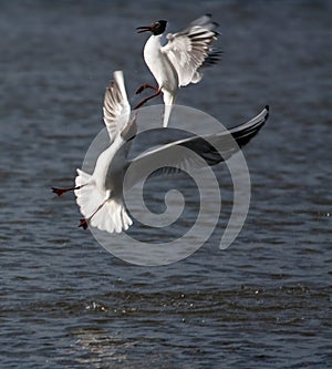 Black headed gulls fighting