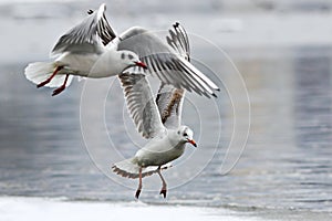Black headed gulls in flight