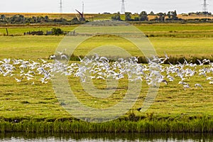 Black-headed gulls in flight