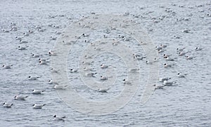 Black Headed Gulls Flock