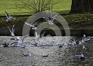 Black headed gulls flocking on a lake