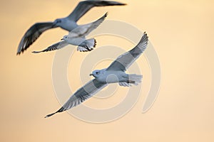 Black-headed gulls fly against the background of the burning evening sky.