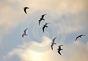 Black-headed gulls in flying at asker coast photo