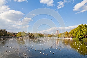 Black-headed gulls flying on the lake