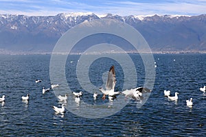 Black-headed gulls flying on the lake