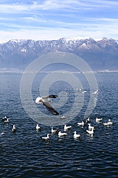 Black-headed gulls flying on the lake