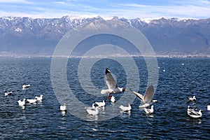 Black-headed gulls flying on the lake