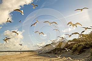 Black headed gulls flying over beach of the Baltic Sea