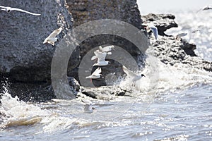 Black-headed gulls Flying over Water