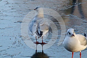 Black headed gulls on frozen lake photo
