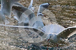 Black headed gulls landing on a lake surface photo