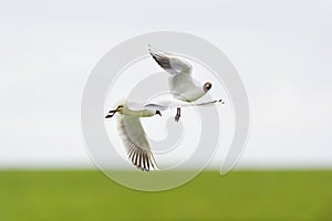 Black headed gulls mating