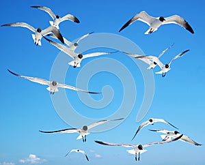 Black-headed Gulls, Outer Banks, North Carolina, USA