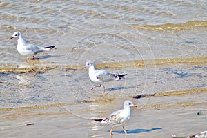 Black headed gulls paddling in the sea