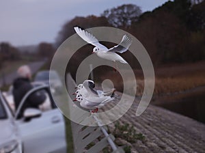 Black headed gulls queueing for food