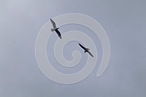 Black headed gulls riding the thermals