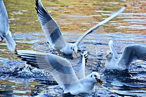 Black headed gulls snatching bread