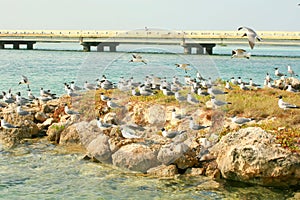 Black headed gulls standing on the shore