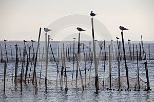 Black-headed gulls and sunset in Albufera of Valencia