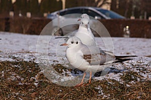 Black-headed gulls in winter on river bank on snow