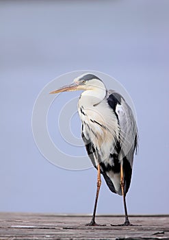 Black Headed Heron