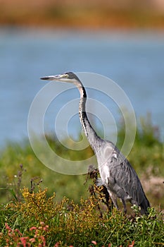 Black Headed Heron