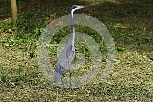 Black-headed Heron (Ardea melanocephala) searching for prey in a backyard