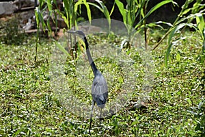 Black-headed Heron (Ardea melanocephala) searching for prey in a backyard