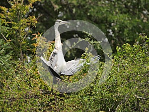 Black Headed Heron