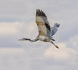 Black-headed Heron