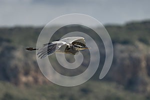 A Black Headed Heron in Flight