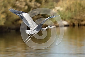 A Black Headed Heron in Flight