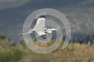 A Black Headed Heron in Flight