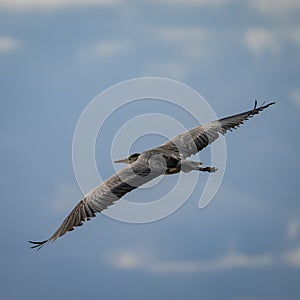 A Black Headed Heron in Flight