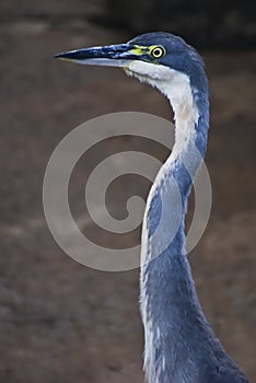 Black-Headed Heron - Head Shot