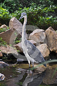 Black-Headed Heron Hunting