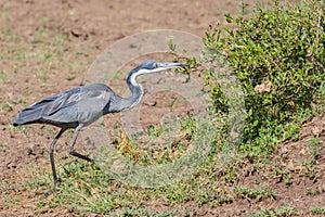 Black-headed Heron Stalking