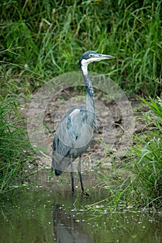 Black-headed heron stands in shallows facing right