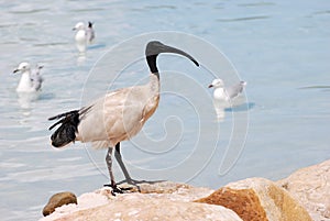 Black-headed Ibis