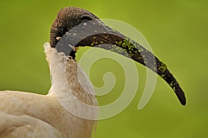 Black headed Ibis