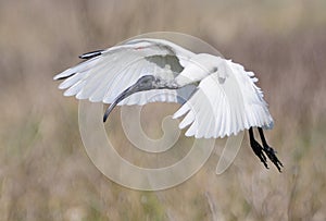 Black-Headed Ibis