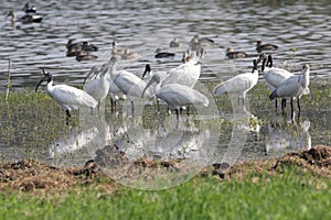 Black headed ibis