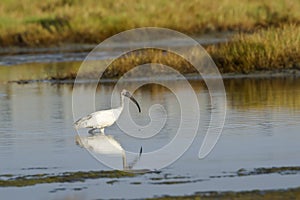 Black-headed Ibis immature in Pottuvil, Sri Lanka